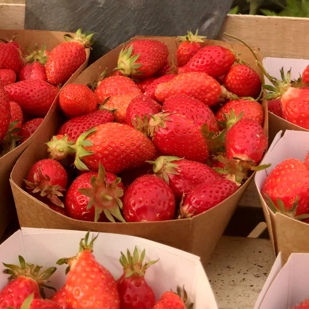 Fraise (barquette 500g)