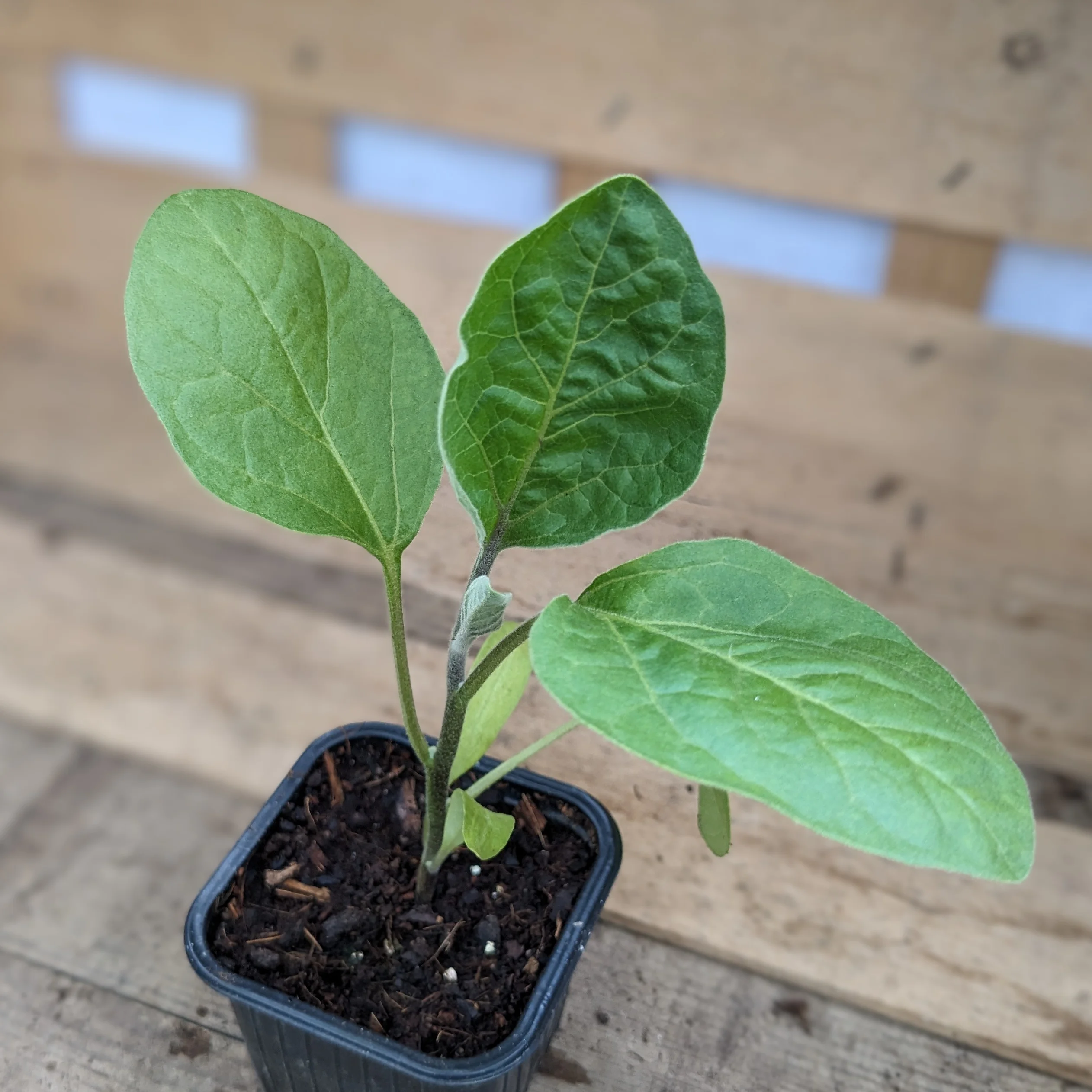 Plant d'aubergine Dourga
