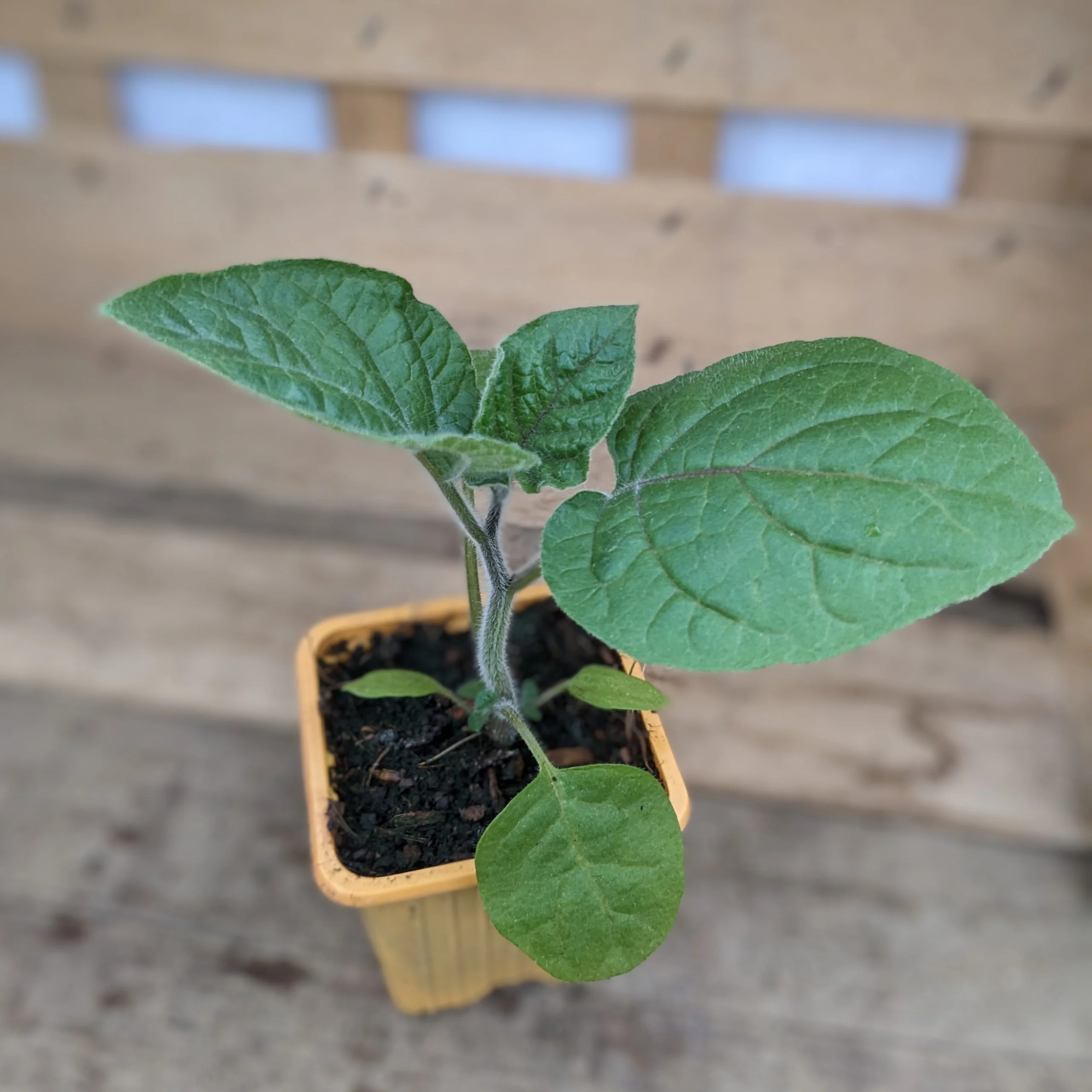 Plant de physalis Peruviana